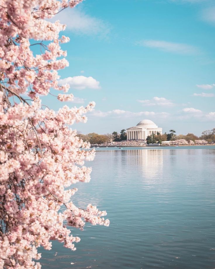 Mau Lihat Sakura, Nggak Harus Ke Jepang!