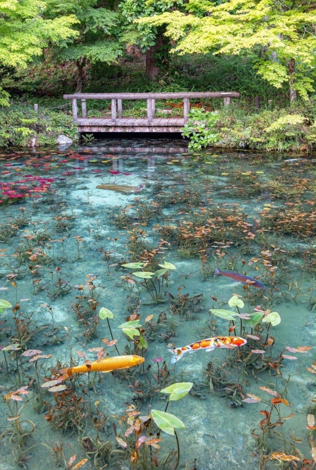 Monet’s Pond Gifu, Jepang: Danau Bening yang Terlihat Seperti Lukisan Claude Monet